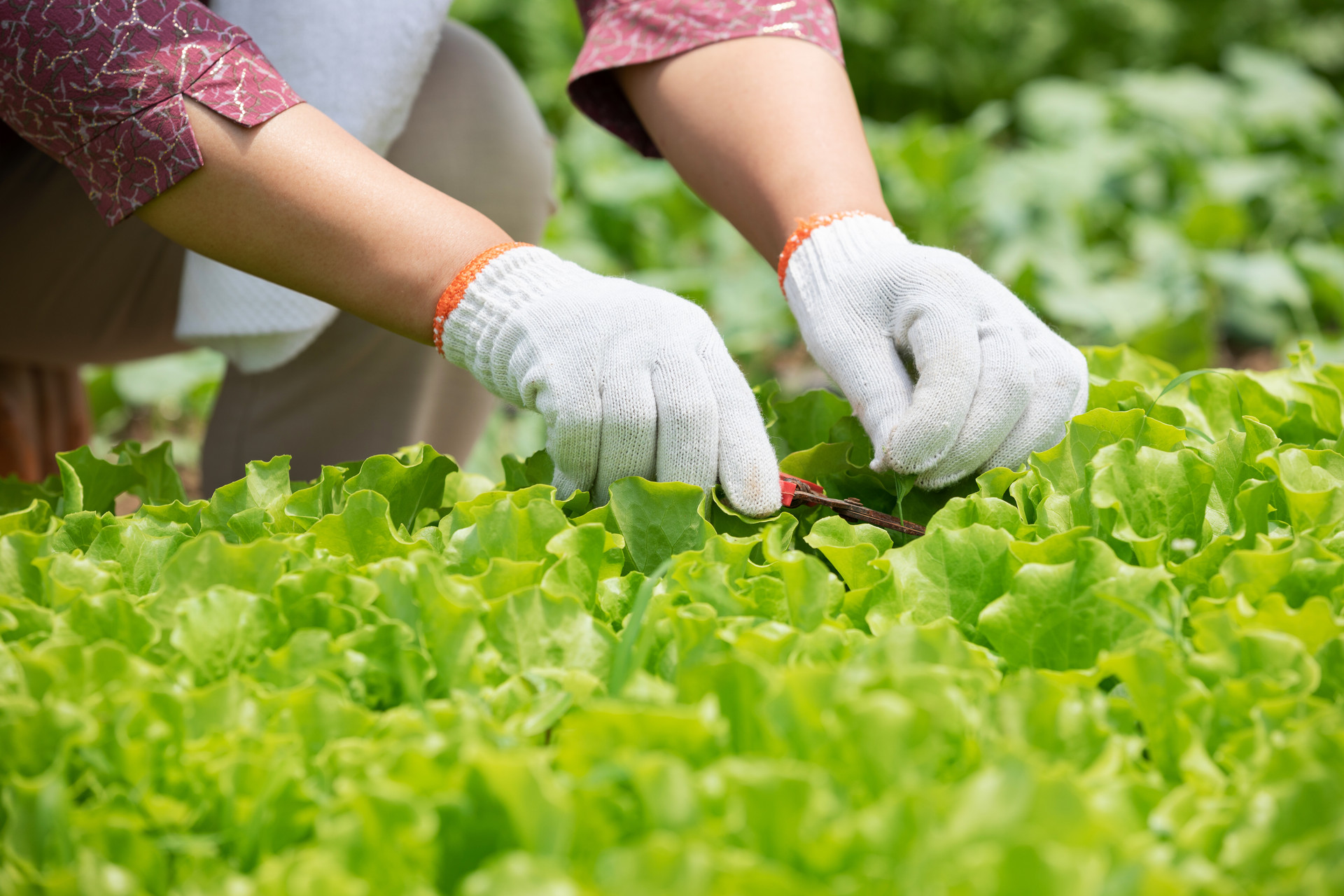 1619141759746524.jpg 攝圖網_501621732_banner_農民蔬菜大棚采摘蔬菜(企業商用).jpg